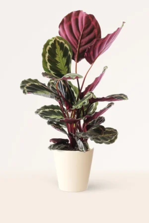 Calathea Medallion