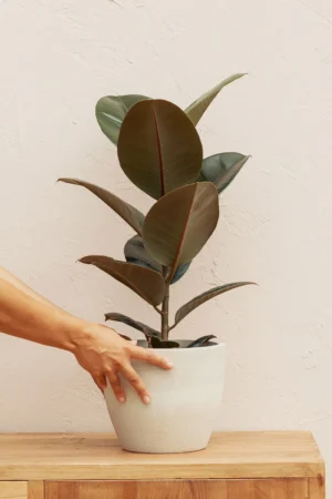 Ficus Elastica Abidjan