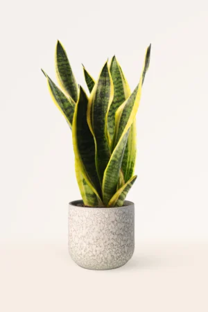 Sansevieria Trifasciata