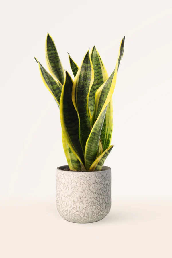 Sansevieria Trifasciata